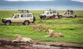 The Best Cars for Safari Adventures in Kenya – What to Hire in 2025